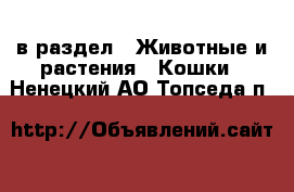  в раздел : Животные и растения » Кошки . Ненецкий АО,Топседа п.